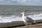 Meeuw op boulevard Vlissingen